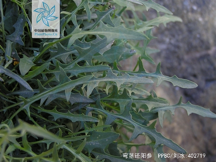  p> b>弯茎还阳参 /b>(学名: i>crepis flexuosa /i>)为菊科 a target