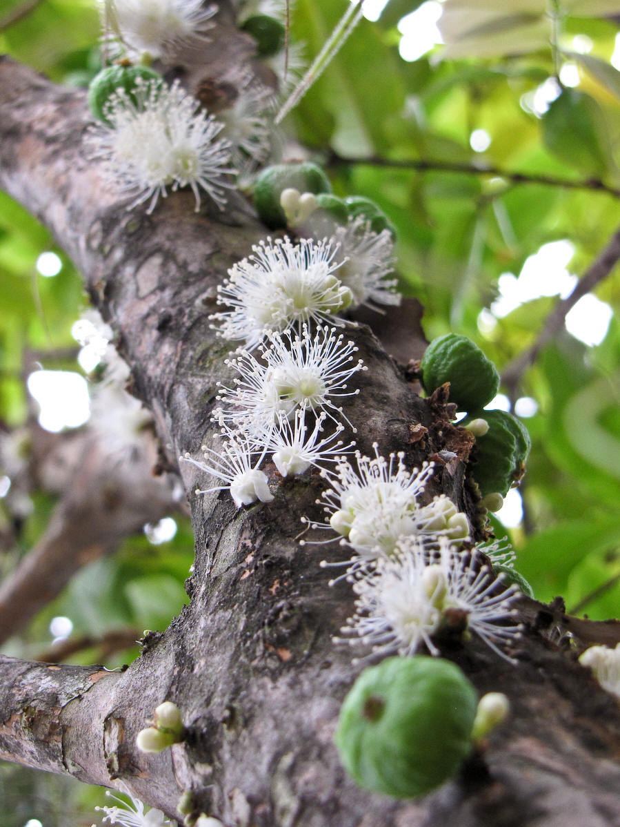  p>嘉宝果(学名: i>plinia /i>  i>cauliflora /i> (mart.