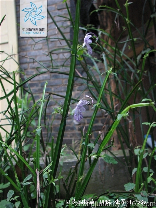 z. sun) c. y. wu &amp; c.),牡荆科四棱草属植物,草本植物.