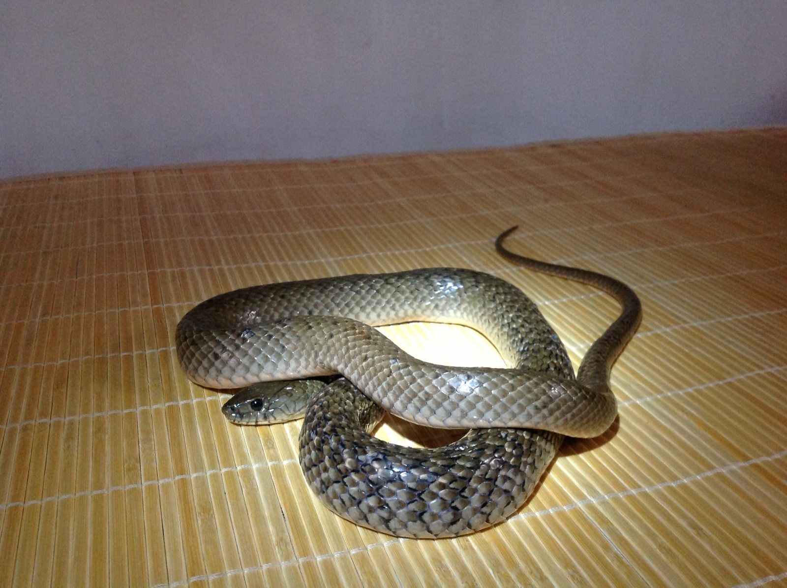 p>渔游蛇(xenochrophis flavipunctatus)是游蛇科,渔游蛇属的一种