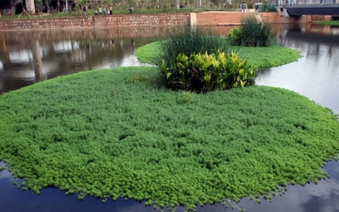 是小二仙草科狐尾藻属植物,多年生粗壮沉水草本.