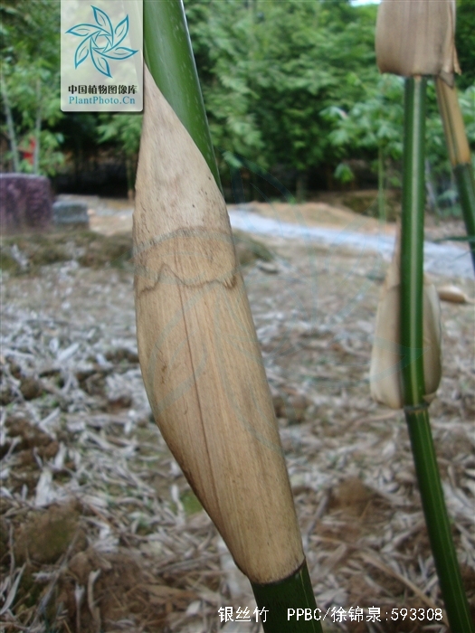 bambusa var.silverstripe