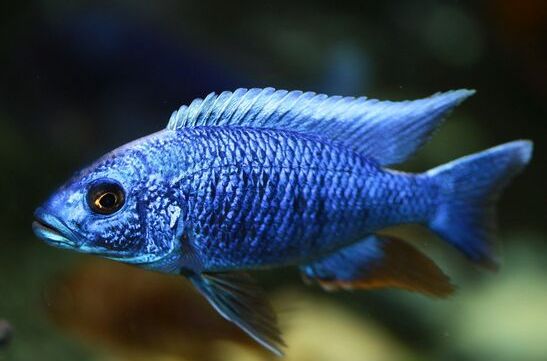  p>阿里鱼,原产地为非洲东部的 a href="#" data-lemmaid="475532">