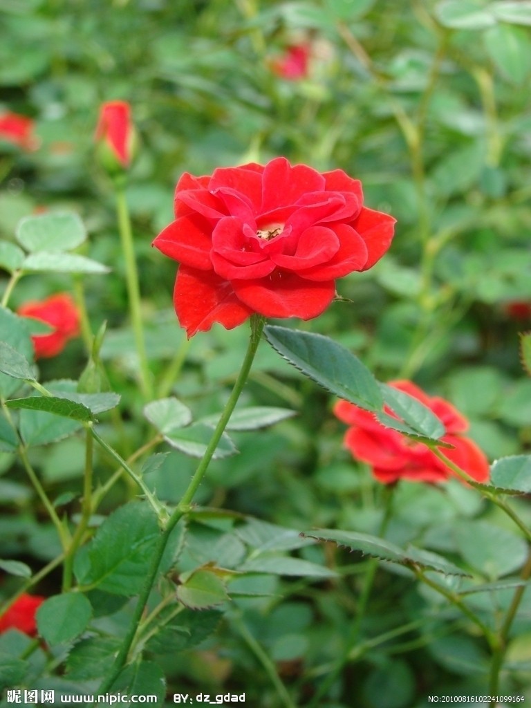  p>四大切花为月季,菊花,香石竹(即康乃馨),唐菖蒲(即剑兰).