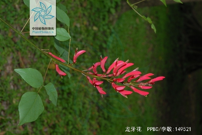  p>龙牙花(学名: i>erythrina corallodendron /i>  l.