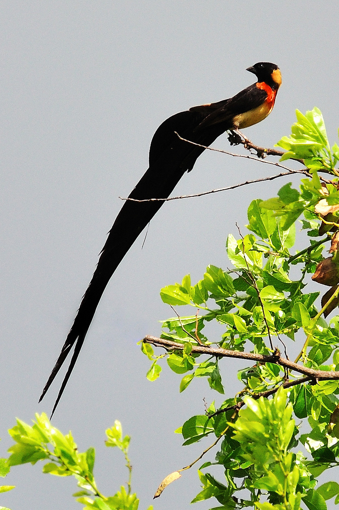  p>乐园维达鸟(学名:vidua paradisaea)雄鸟具有美丽的繁殖羽是它们最