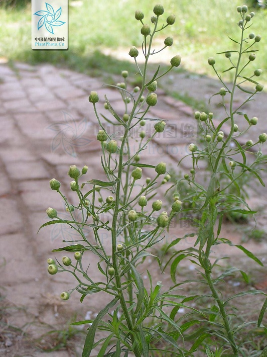  p>香丝草(学名:conyza bonariensis i>(l.) cronq.