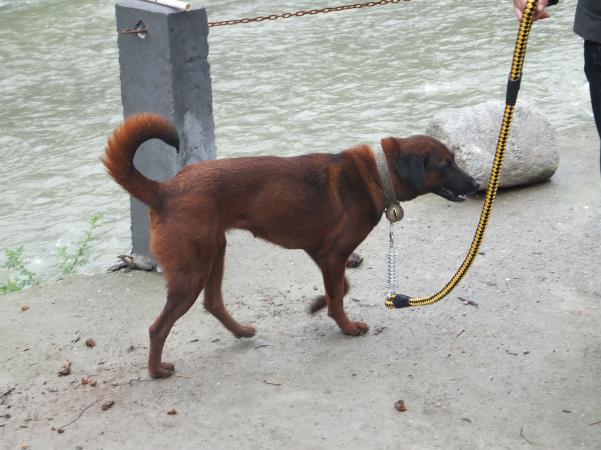  p>青川犬是天生的山地猎犬,当地人叫它撵 a target="_blank" href="