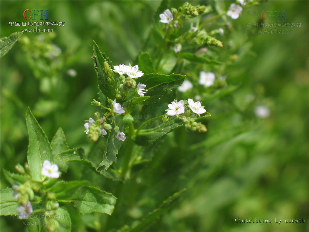 为玄参科植物北水苦荬 i>veronica /i> i>  /i> i>anagallis-aquatica