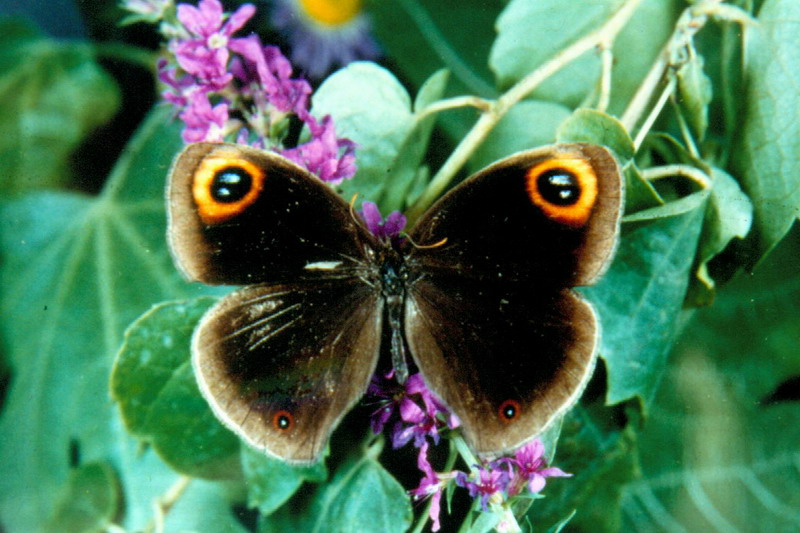  p>昆虫名:属鳞翅目,眼蝶科.分布在江西,福建,湖北等.