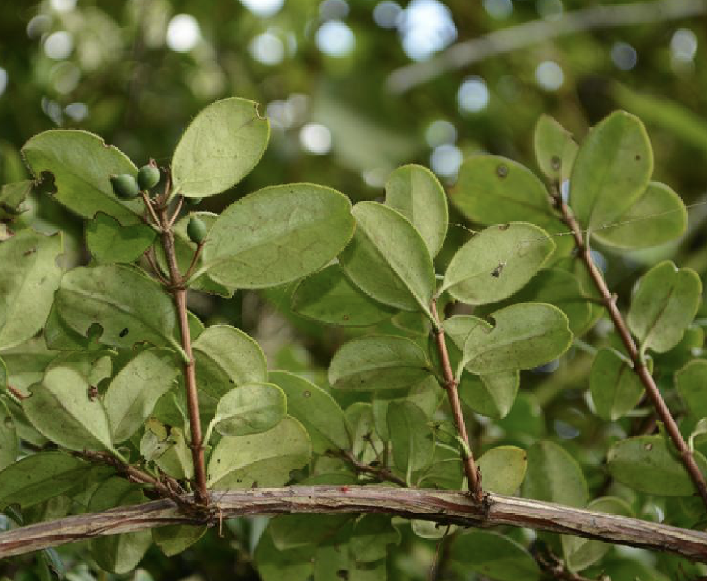 lonicera crassifolia