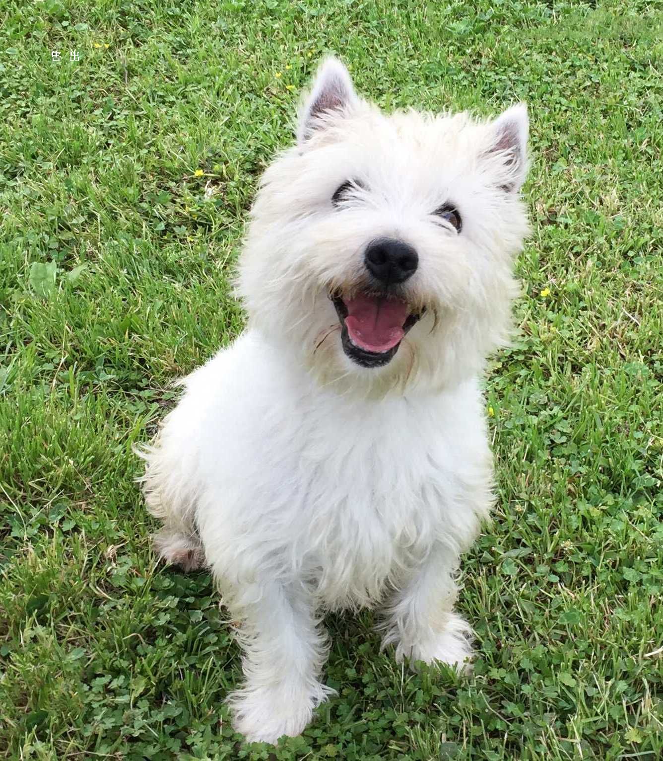  p>西高地白梗是一种小体型,爱玩的,坚定的 a href="#" data-lemmaid=