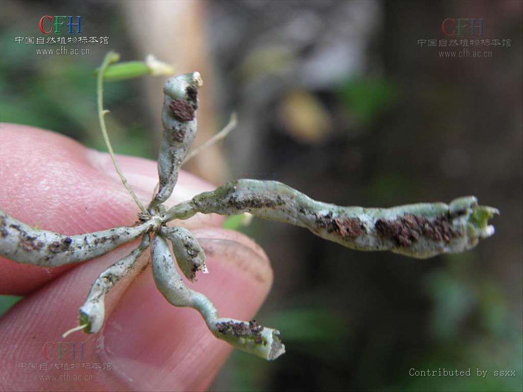  p>带叶兰属taeniophyllum bl.