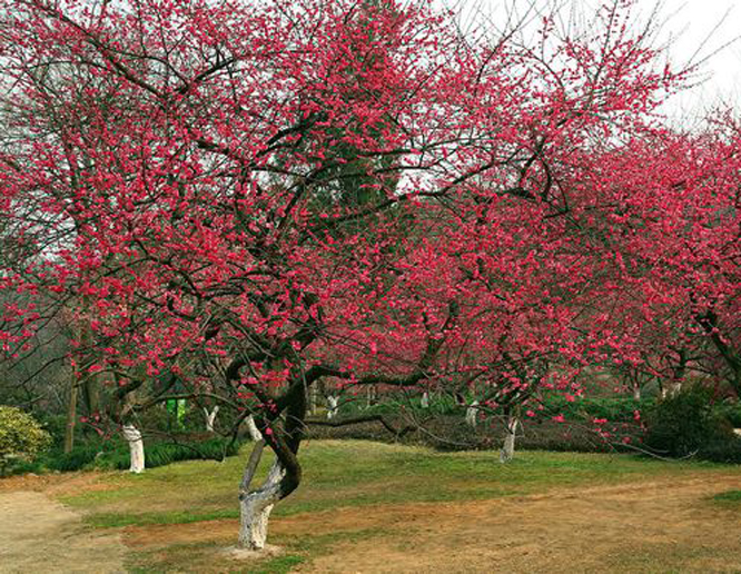 嵊州红梅