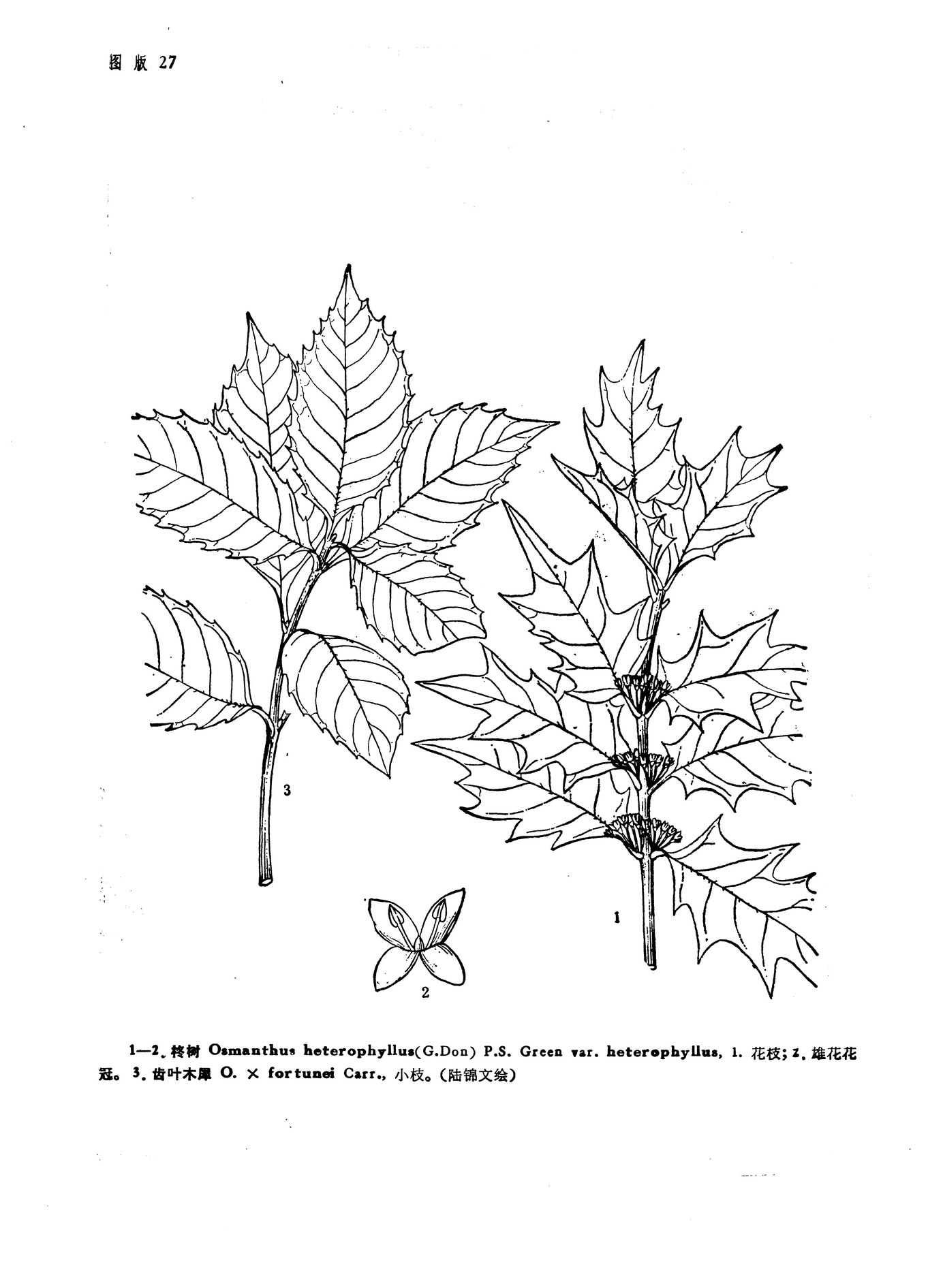  p>齿叶木犀(osmanthus × fortunei)木犀科,木犀属植物.