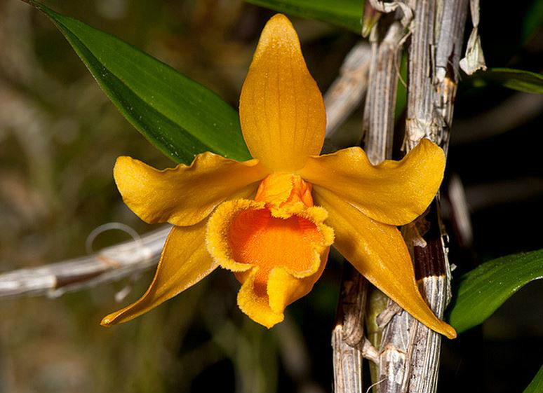  p>疏花石斛(学名: i>dendrobium harveyanum /i>  rchb. f.