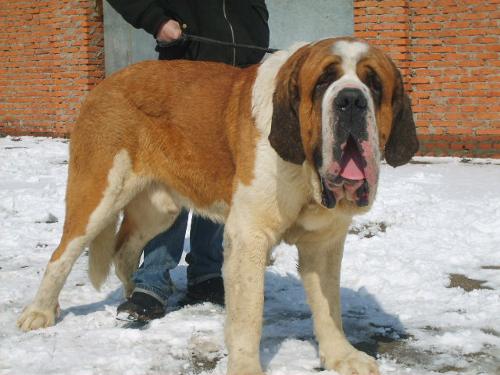  p>圣伯纳犬(saint bernard)又名 a href="#" data-lemmaid="10679897
