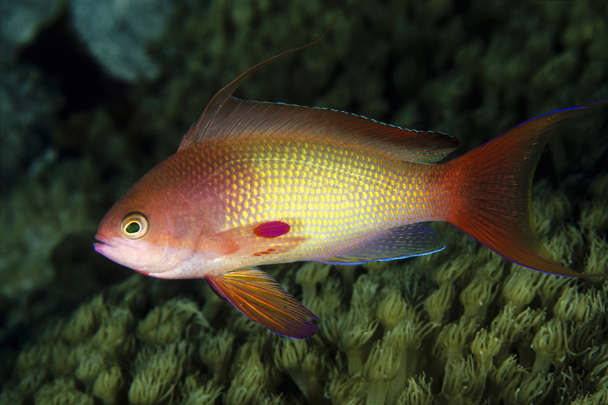  p>深黄镊口鱼,拉丁学名是 i>forcipiger flavissimus /i>(tordan et