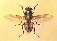  p>舍蝇: a target="_blank" href="/item/蝇