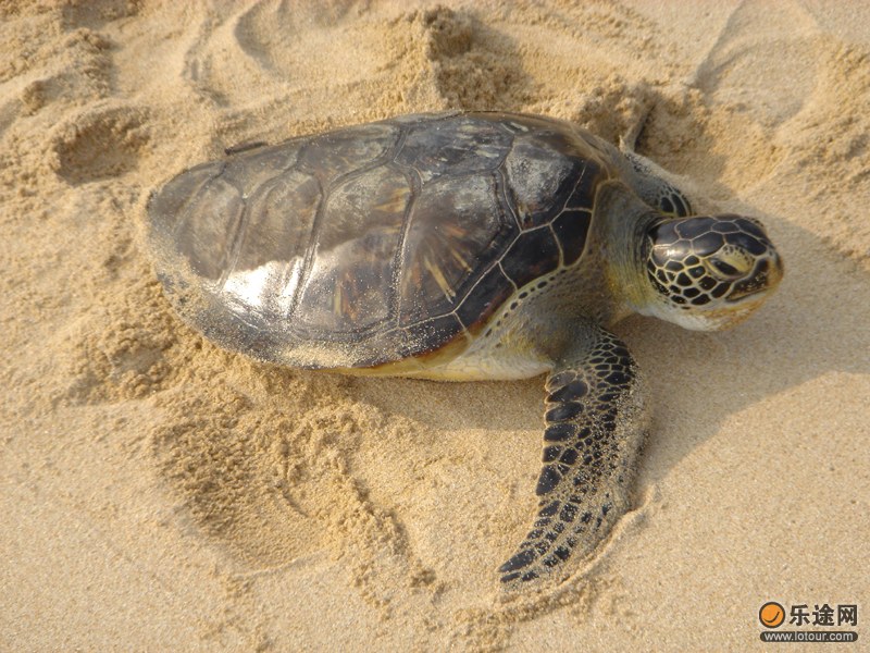 海龟