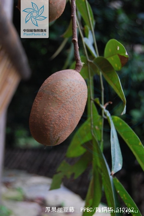  p>厚果崖豆藤(学名: i>millettia&nbsp;pachycarpa /i>&nbsp