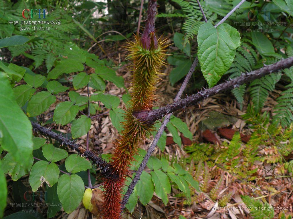  p data-id="gnrxvj5chy">楤木(学名: i>aralia chinensis /i> l.