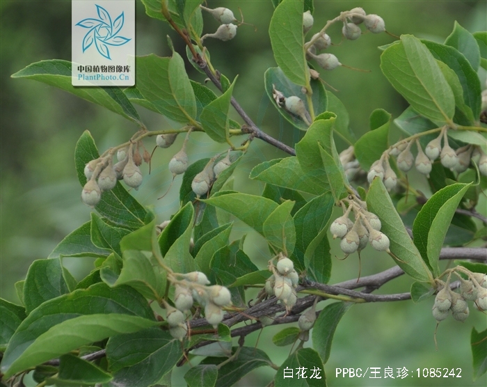  p>白花龙(学名: i>styrax faberi /i> perk.