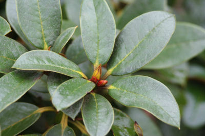  p>褐毛杜鹃(学名: i>rhododendron wasonii /i> hemsl. et wils.