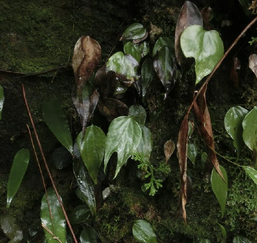  p>燕尾蕨(学名: i>cheiropleuria bicuspis /i> (blume) c.