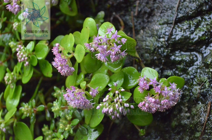  p>一年生或二年生草本,全株无毛.生于海拔800-2000米的山坡林下.