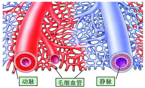 血管（器官组织）_百度百科