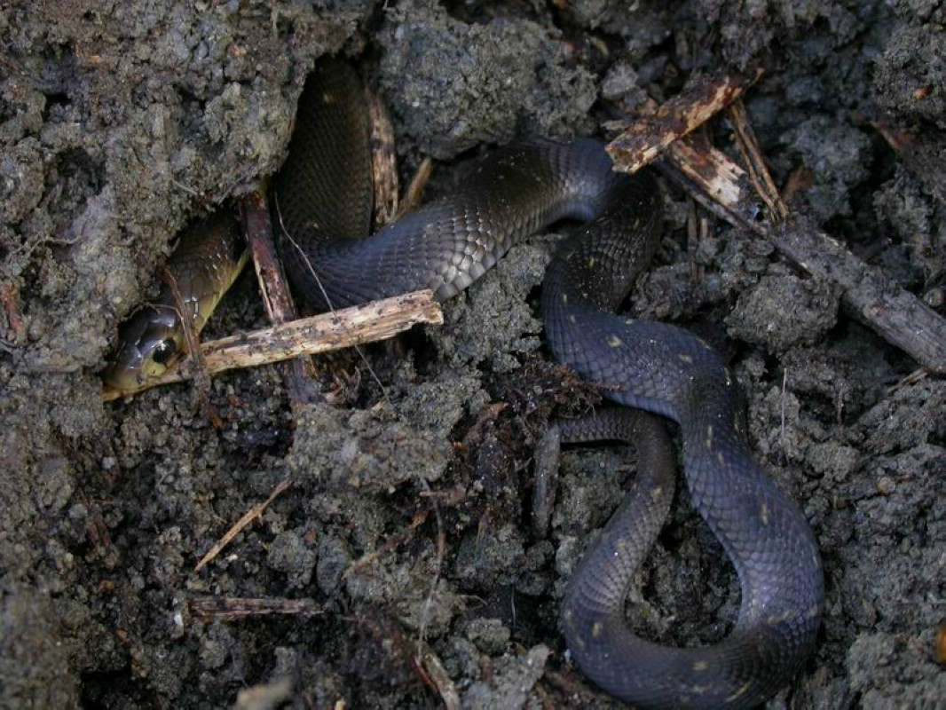 饭匙倩等眼镜蛇习性眼镜蛇常喜欢生活在平原丘陵山区的;我们平安野生