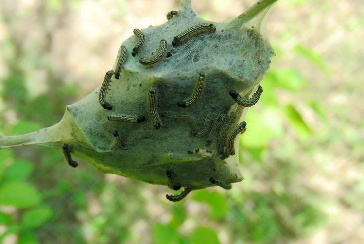  p>天幕毛虫, i>malacosoma neustria testacea /i> motsch,为 a href