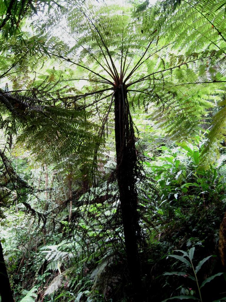  p>南洋桫椤,学名alsophila loheri (d.christ).