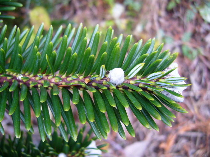  p>川滇冷杉(学名: i>abies forrestii /i> coltm.-rog.