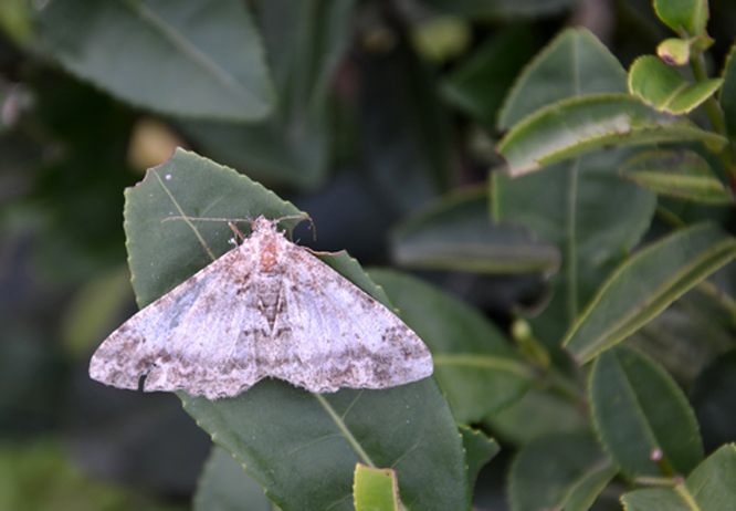  a href="#" data-lemmaid="1534992">鳞翅目 /a>尺蠖蛾科的一种昆虫