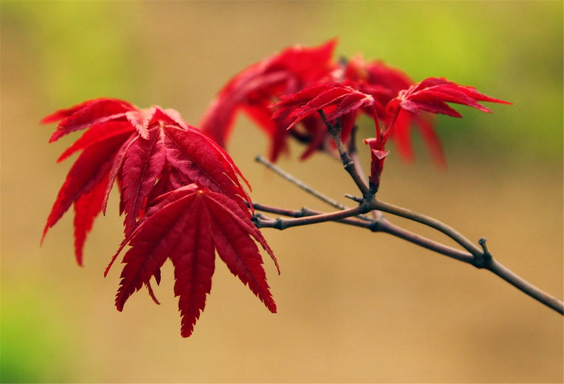 是槭树科槭属的小乔木或灌木,产于日本,中国,韩国,蒙古东部和俄罗斯