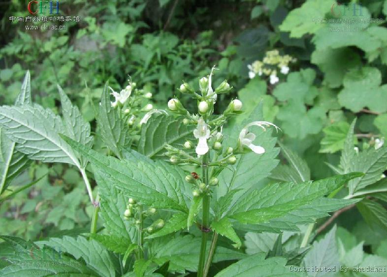  p>掌叶石蚕属(学名:rubiteucris kudo)直立草本.