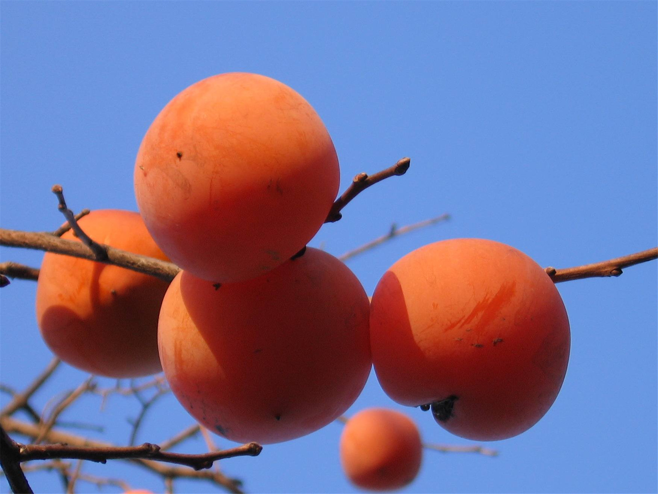  p>山柿子果(学名: i>lindera longipedunculata /i> allen)是樟科,山