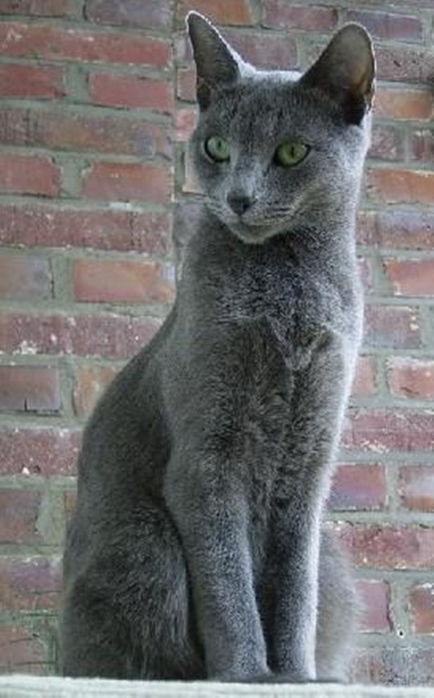 russian blue cat