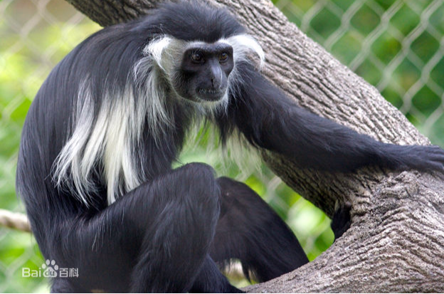 angolan black-and-white colobus