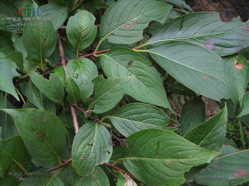 半边灵 全网资源