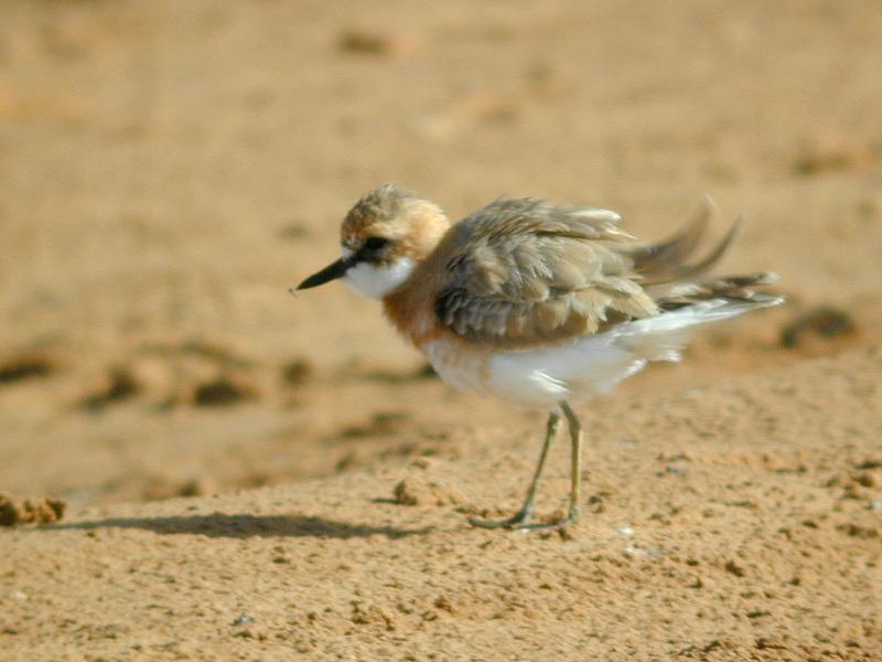 charadrius leschenaultii columbinus
