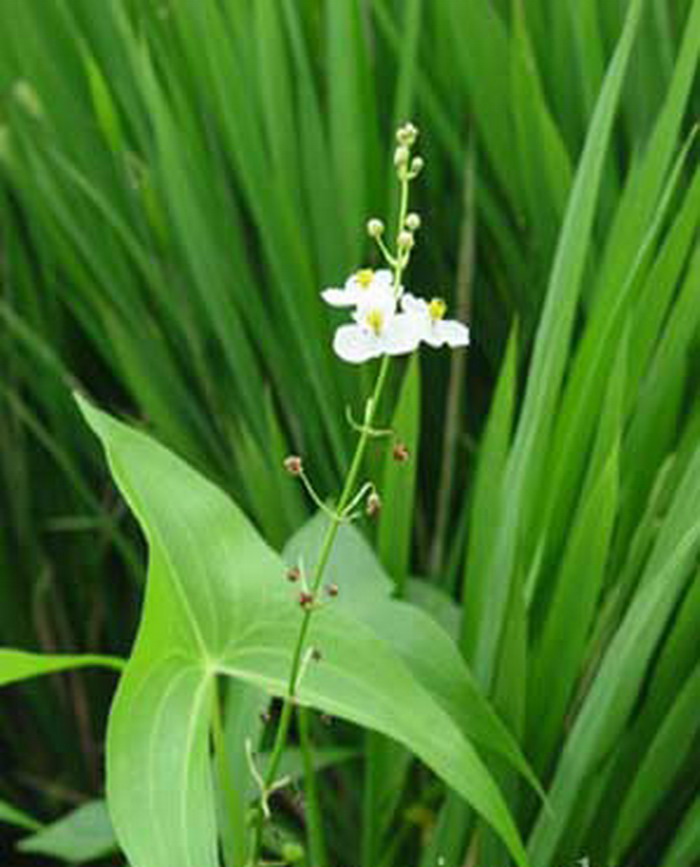 野慈姑(原变种)