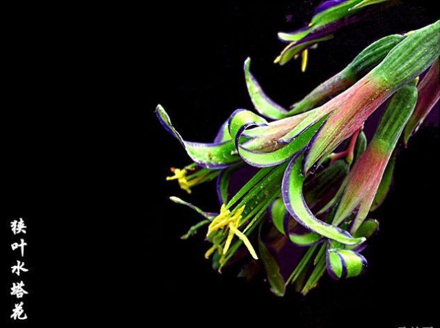 billbergia pyramidalis