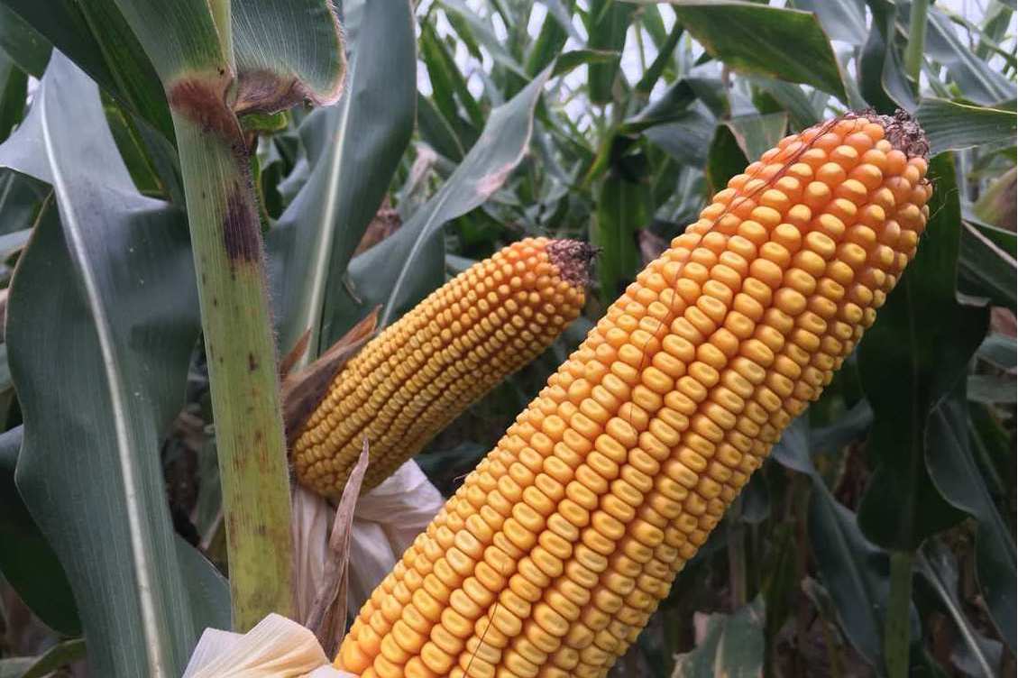  p data-id="gn09vvuys1">宏硕699是玉米品种.