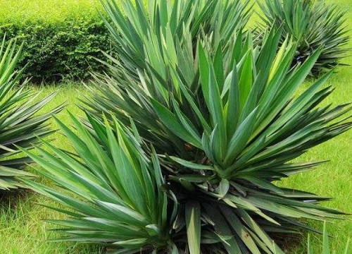  p data-id="adznegu">剑麻海南个体003是一种龙舌兰科,龙舌兰属植物.