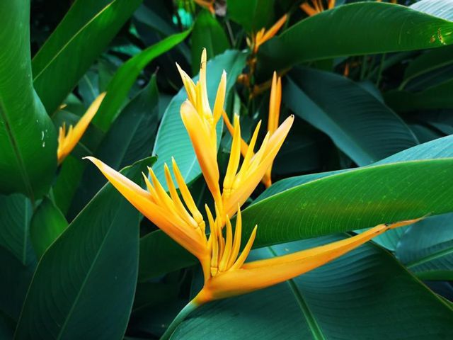 垂花粉鸟蝎尾蕉