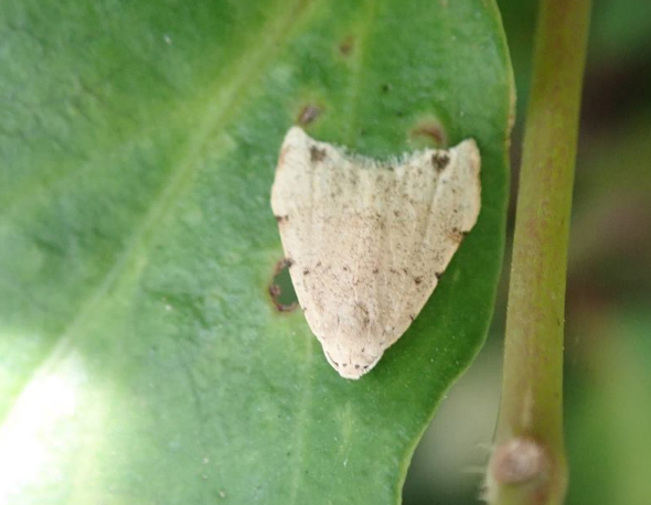 小点苔蛾