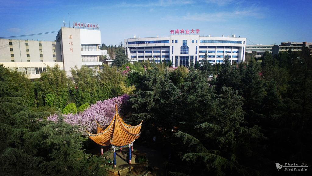  p>云南农业大学(yunnan agricultural university,yau),简称"云农大"